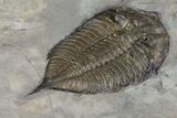 Dalmanites Trilobite Fossil - New York #99023-3